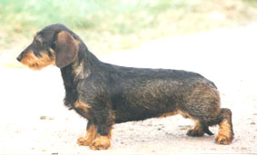 CLICK HERE FOR THE PEDIGREE