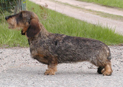 CLICK HERE FOR THE PEDIGREE