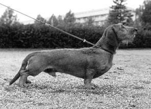 INT Ch. & S & FIN Ch. FIELD TRIAL Ch. FOXIDA JUPITER  2071F/74