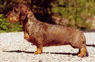 CLICK HERE FOR THE PEDIGREE