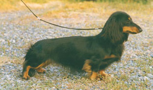 CLICK HERE FOR THE PEDIGREE