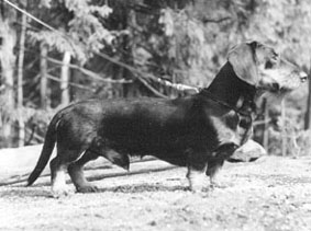 MENTOR VOM AHLSENSEE TStB6402324