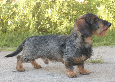 CLICK HERE FOR THE PEDIGREE