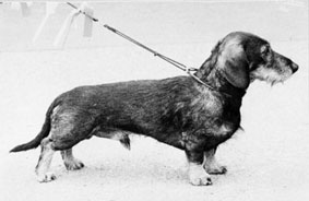 INT Ch. & N & S Ch. & FIELD TRIAL Ch. W-69 RAZZIA MANRICO 14628/66