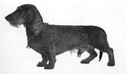 INT Ch. & S & FIN Ch. & FIELD TRIAL Ch. ROOPE 3068/63