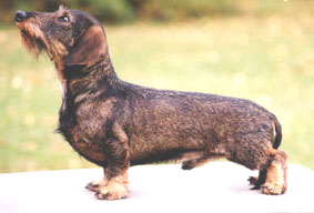 CLICK HERE FOR THE PEDIGREE