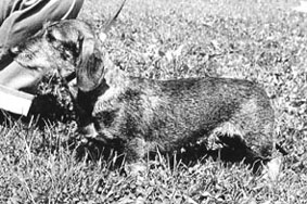 Ch. & FIELD TRIAL Ch. SOPU ASDORA 216404/72