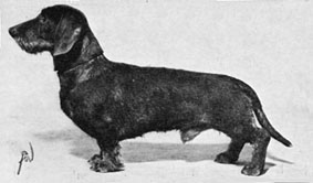 SPORTS EROS S5534/61