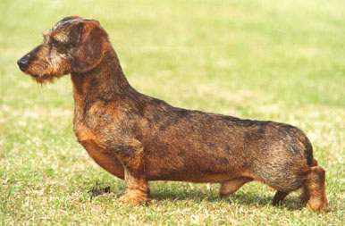 CLICK HERE FOR THE PEDIGREE